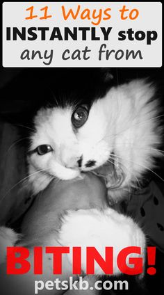 A black and white cat biting a hand. Cat Sayings, Cat Communication, Bible Cards, Natural Pet Care