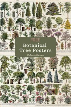 the botanical tree poster is shown with trees and plants on it, including pines