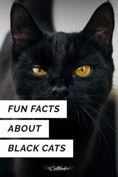 a black cat with yellow eyes and the words fun fact about black cats