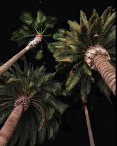 three tall palm trees in the night sky