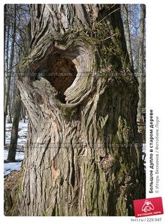 an old tree with a hole in the bark