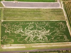 an aerial view of a field with writing on it