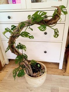 a potted plant sitting on top of a wooden floor next to a white dresser