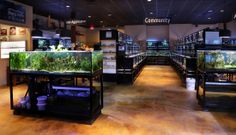 a fish tank filled with lots of different types of plants and animals in a store