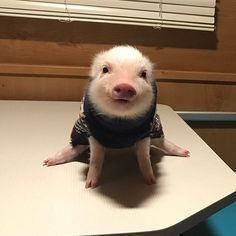 a small pig sitting on top of a table wearing a sweater and scarf around its neck