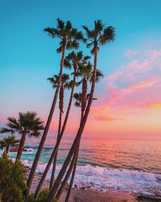 palm trees on the beach at sunset