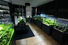 a room filled with lots of different types of plants