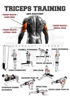 an image of a man doing exercises on the back and chest with instructions to do it