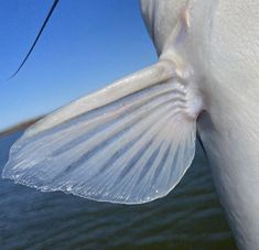 the back end of a large white bird's wing