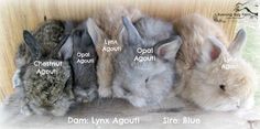 four rabbits are lined up next to each other with names on their ears and tails