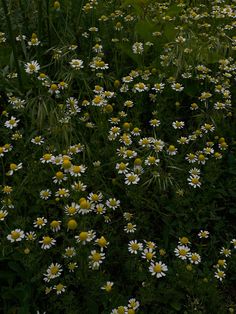 a field full of white and yellow flowers