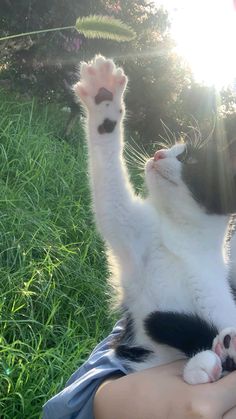 a person holding a cat up in the air with their paw raised above its head