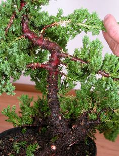 a hand is holding a small tree in a pot