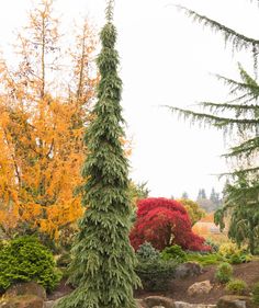 A tall and skinny Weeping White Spruce planted in a landscape, covered n the short, gray-green needles as they weep down against the bright orange and red fall color of other trees planted behind it Weeping White Spruce, Evergreen Landscape, Conifers Garden, White Spruce, Evergreen Garden, Front Landscaping, Up House, House Landscape, Gardening Landscaping