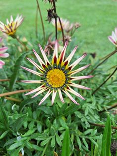 an image of a flower that is blooming in the grass