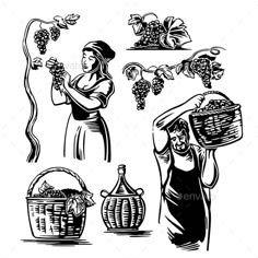 black and white drawing of women picking grapes from the vine in an orchard with baskets