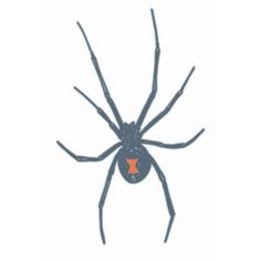 a black spider with an orange star on its back