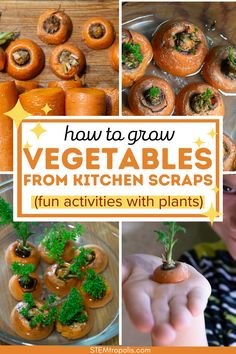 how to grow vegetables from kitchen scraps fun activities with plants