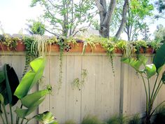 plants growing on the side of a fence