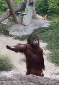 an orangutan standing on its hind legs and arms outstretched in the air