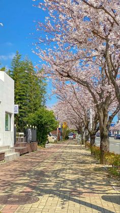 the sidewalk is lined with blooming cherry trees