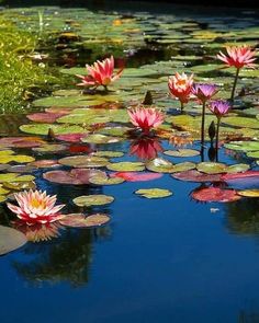 water lilies are blooming in the pond