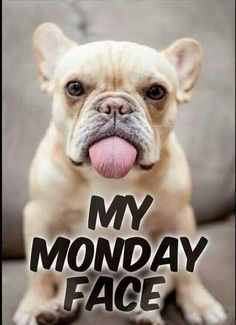 a small dog with its tongue hanging out and the words my monday face on it