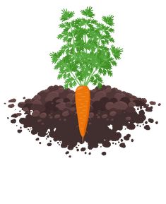 a carrot is growing out of the ground