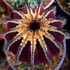 a purple and white flower in a pot