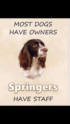 a sign with a dog on it that says, most dogs have owners springers have staff