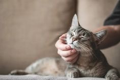 a cat is being petted on the couch by someone's hand and holding it up