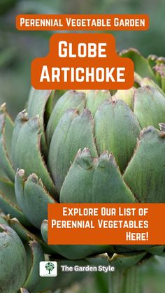 an artichoke plant with the words globe artichoke explore our list of perennial vegetables here