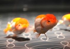 four goldfish in an aquarium looking at each other