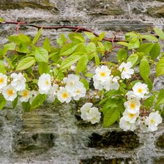 white flowers growing on the side of a brick wall with vines and leaves hanging from it