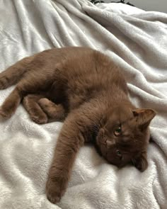 a brown cat laying on top of a white blanket