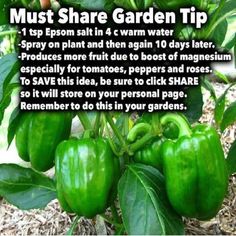 green peppers growing in the garden with text about how to grow them and what to use them