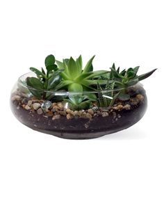 a glass bowl filled with plants and rocks