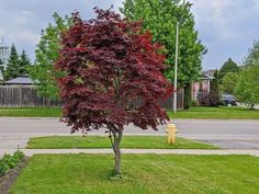 a small tree with red leaves near a yellow fire hydrant on the side walk