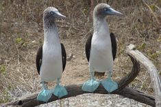 two birds standing on top of a tree branch