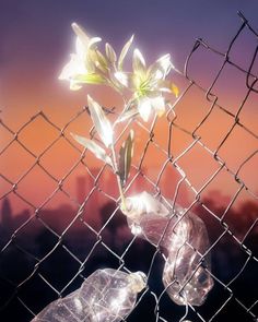 an image of flowers growing out of broken glass bottles on a chain link fence with the sun setting in the background