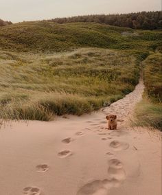 a dog sitting in the middle of a trail with footprints on it's side