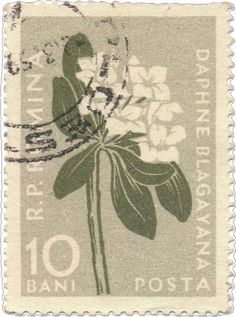 a postage stamp with flowers on it