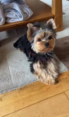 a small brown and black dog sitting on top of a floor next to a wooden table