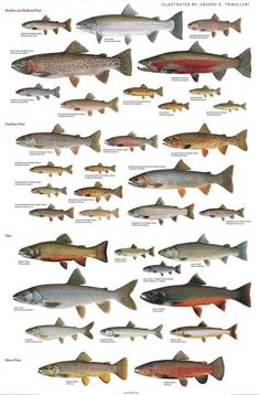 a poster with different types of fish on it's sides and the words trout of north america