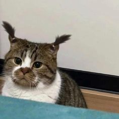 a cat sitting on the floor looking at the camera