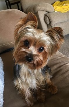 a small brown dog sitting on top of a couch