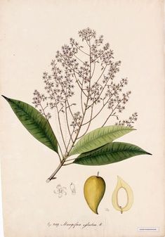 an old botanical print with leaves and flowers on the front, yellow fruit below it