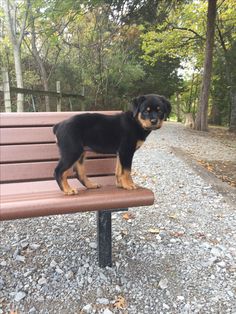 a small black and brown dog standing on top of a bench