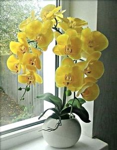 yellow flowers in a white vase on a window sill