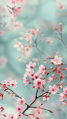 pink flowers are blooming on a tree branch